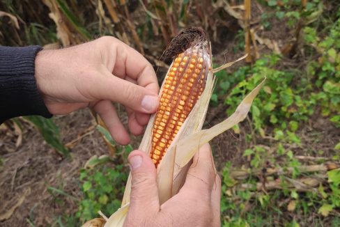 Campo en venta